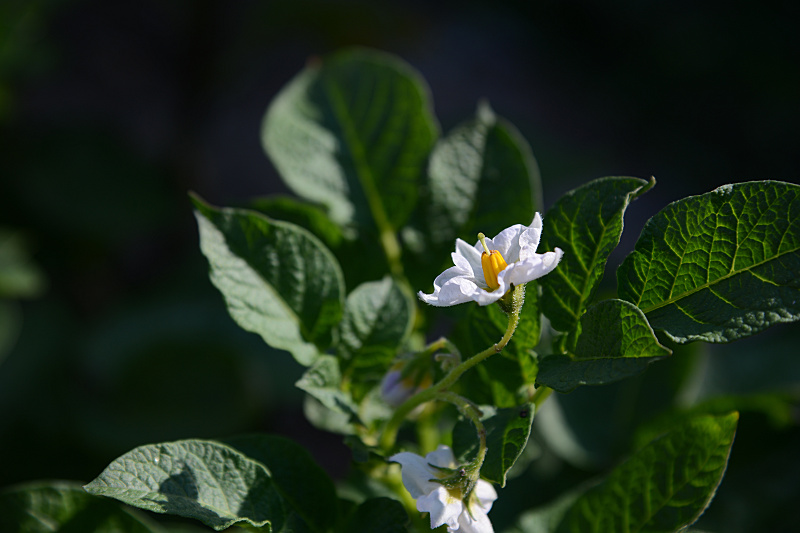 growing vegetables
