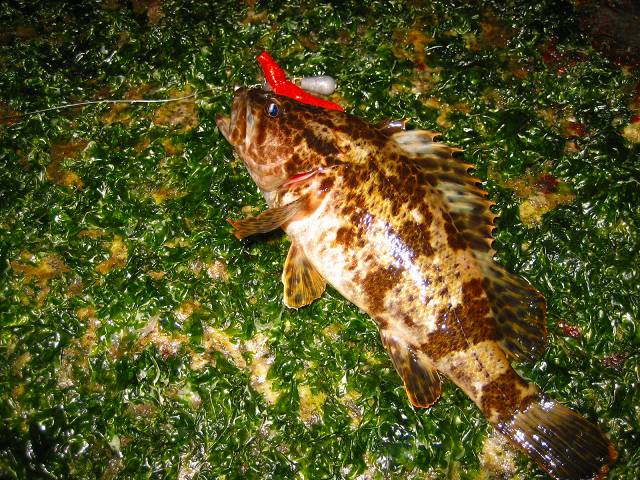 ボウズは逃れたけど・・・
