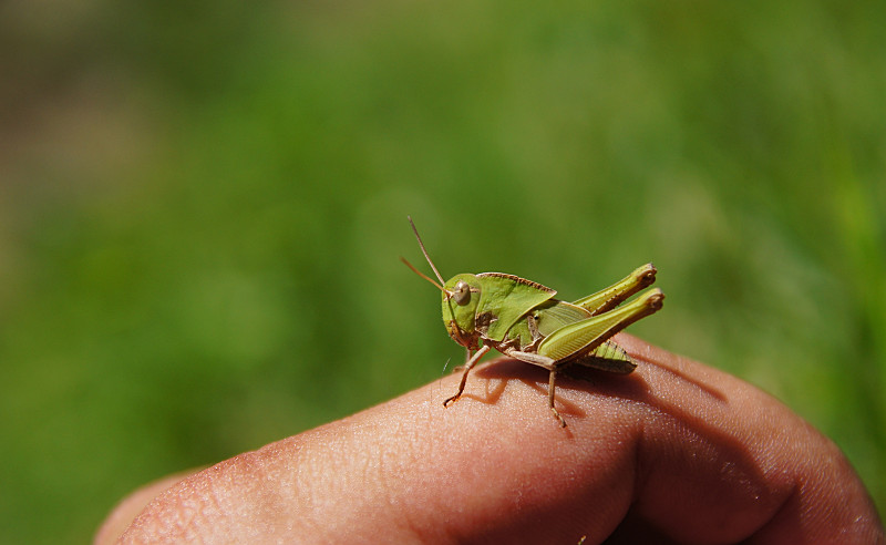 カブト放流