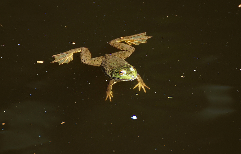 カブト放流