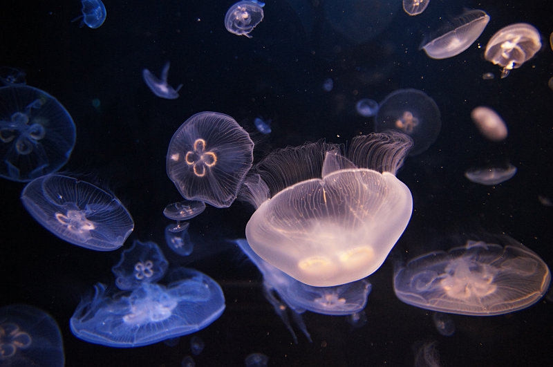 姫路市立水族館=ひめすい