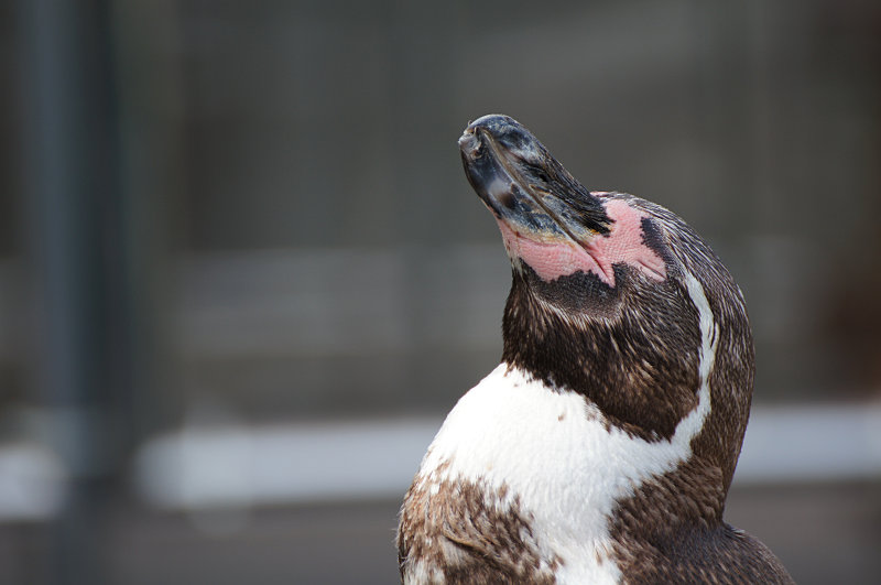 姫路市立水族館=ひめすい