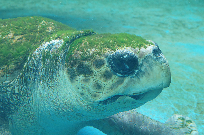 姫路市立水族館=ひめすい