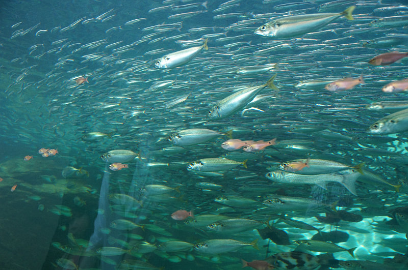 姫路市立水族館=ひめすい