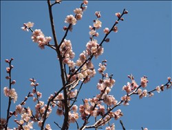 春を訪ねて ~ 月ヶ瀬・岩船寺 ~