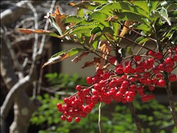 春を訪ねて ~ 月ヶ瀬・岩船寺 ~