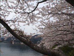 桜ツーリング