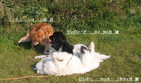 虹の橋