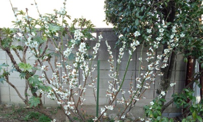 スズチャンの梅の花