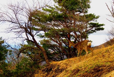 丹沢山を歩こう♪