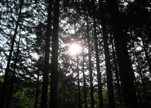 また1つ上がった♪富士A.Cふもと村♪