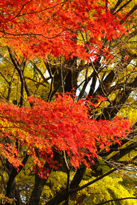 京都御所の紅葉