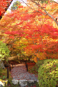 京都　醍醐寺の紅葉