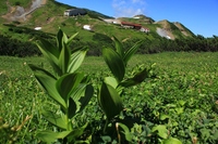 北アルプス登山~♪ 雷鳥沢~室堂乗越~地獄谷~下山