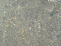 天然遡上アユを求めて