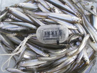 バラギ湖 ワカサギ
