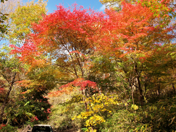 紅葉の八ッ場あがつま湖&NAPiキャンプ 紅葉の八ッ場あがつま湖&NAPiキャンプ