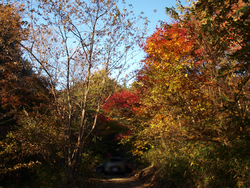 紅葉の八ッ場あがつま湖&NAPiキャンプ 紅葉の八ッ場あがつま湖&NAPiキャンプ