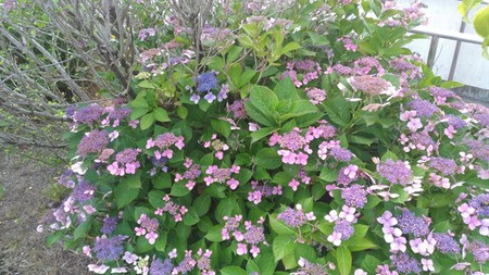 梅雨の晴れ間に 紫陽花がきれい 梅雨の晴れ間に 紫陽花がきれい