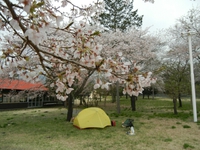 花見キャンプ＋チャレンジ富士五湖
