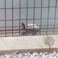 たべすぎ たべすぎ