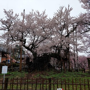 神代桜 神代桜