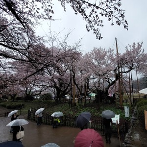 神代桜 神代桜