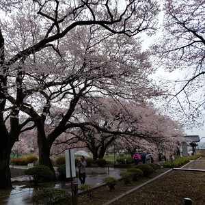 神代桜 神代桜