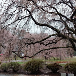 神代桜 神代桜