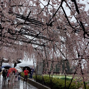 神代桜 神代桜