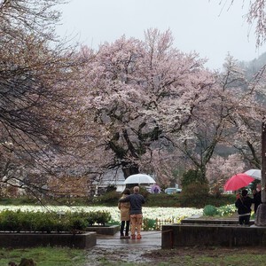 神代桜 神代桜