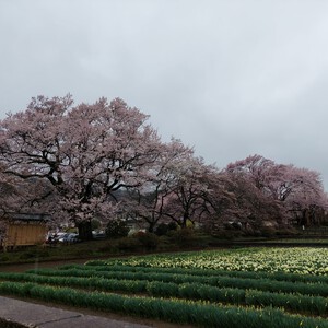 神代桜 神代桜
