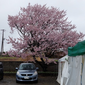 神代桜 神代桜