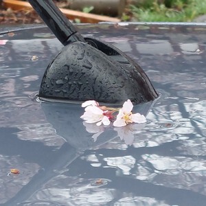 神代桜 神代桜