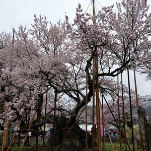 神代桜 神代桜