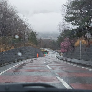 神代桜 神代桜