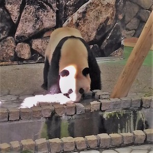 活発なリアル客寄せパンダに引き寄せられて 活発なリアル客寄せパンダに引き寄せられて