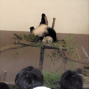 活発なリアル客寄せパンダに引き寄せられて 活発なリアル客寄せパンダに引き寄せられて