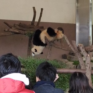 活発なリアル客寄せパンダに引き寄せられて 活発なリアル客寄せパンダに引き寄せられて