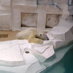 活発なリアル客寄せパンダに引き寄せられて 活発なリアル客寄せパンダに引き寄せられて
