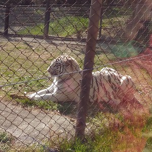 活発なリアル客寄せパンダに引き寄せられて 活発なリアル客寄せパンダに引き寄せられて