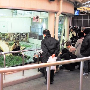 活発なリアル客寄せパンダに引き寄せられて 活発なリアル客寄せパンダに引き寄せられて
