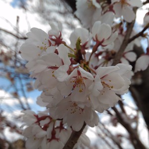 桜 桜