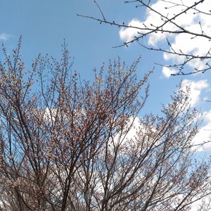 桜 桜