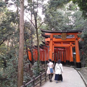 化かし合い? 化かし合い?