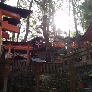 化かし合い? 化かし合い?