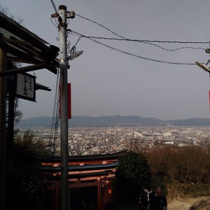 化かし合い? 化かし合い?
