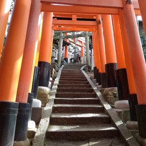 化かし合い? 化かし合い?