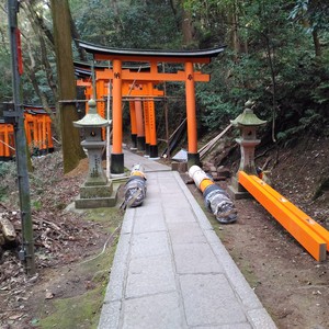 化かし合い? 化かし合い?
