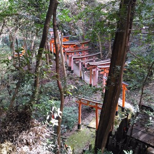 化かし合い? 化かし合い?